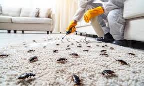Termites