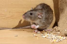 Rat