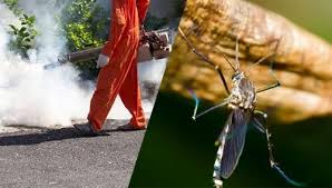 Mosquito